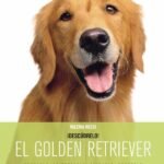 El golden retriever
