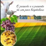O Passado E O Presente De Um Povo Hospitaleiro: Casa Nova Bahia