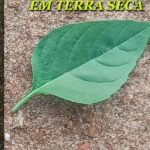 Folha Verde Em Terra Seca