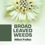 Broad Leaved Weeds