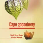 Cape gooseberry