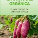 Batata-doce Orgânica: Guia de Cultivo em Canteiros e Vasos