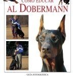 Cómo educar al dobermann