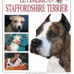 El american staffordshire terrier