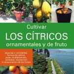 Cultivar los cítricos ornamentales y de fruto