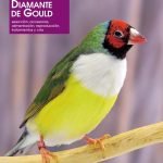 Diamante de gould