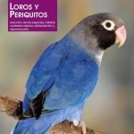 Loros y periquitos