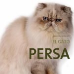 El gato persa